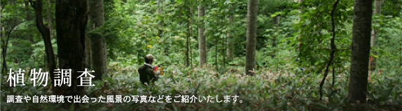 植物調査