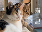 猫日記